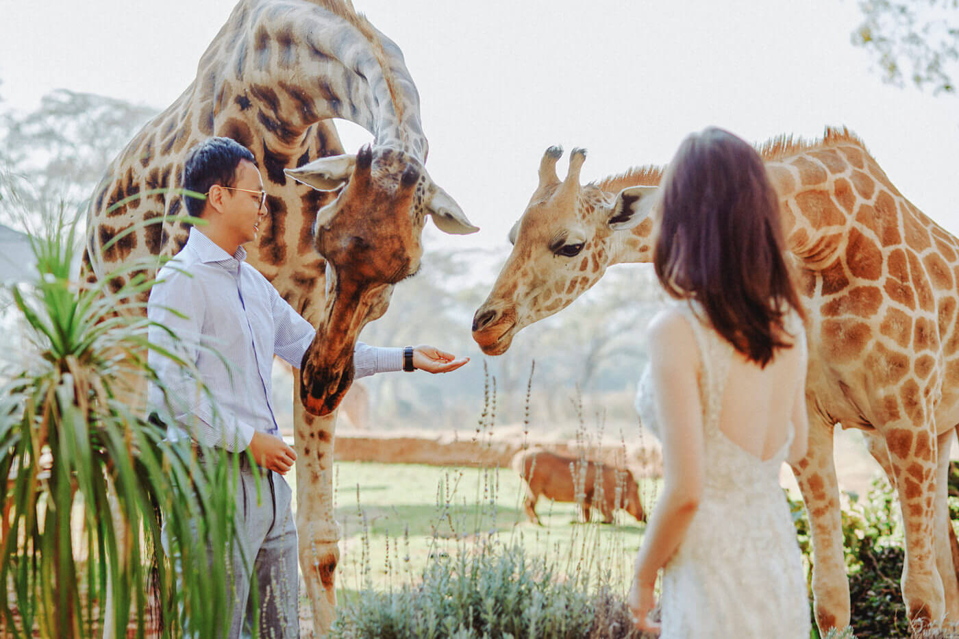 Giraffe Manor Safari Wedding Session - Travel Couple in Nairobi