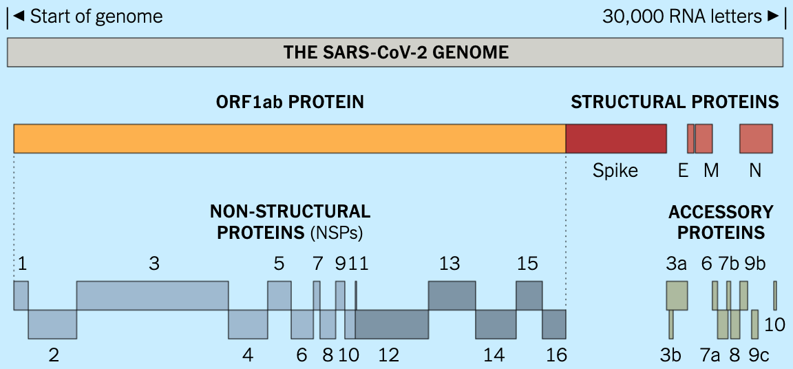 Геном два. Геном SARS-cov-2. Геном SARS-cov 2 строение. РНК SARS-cov-2 Covid-19. Геномы вируса схема.