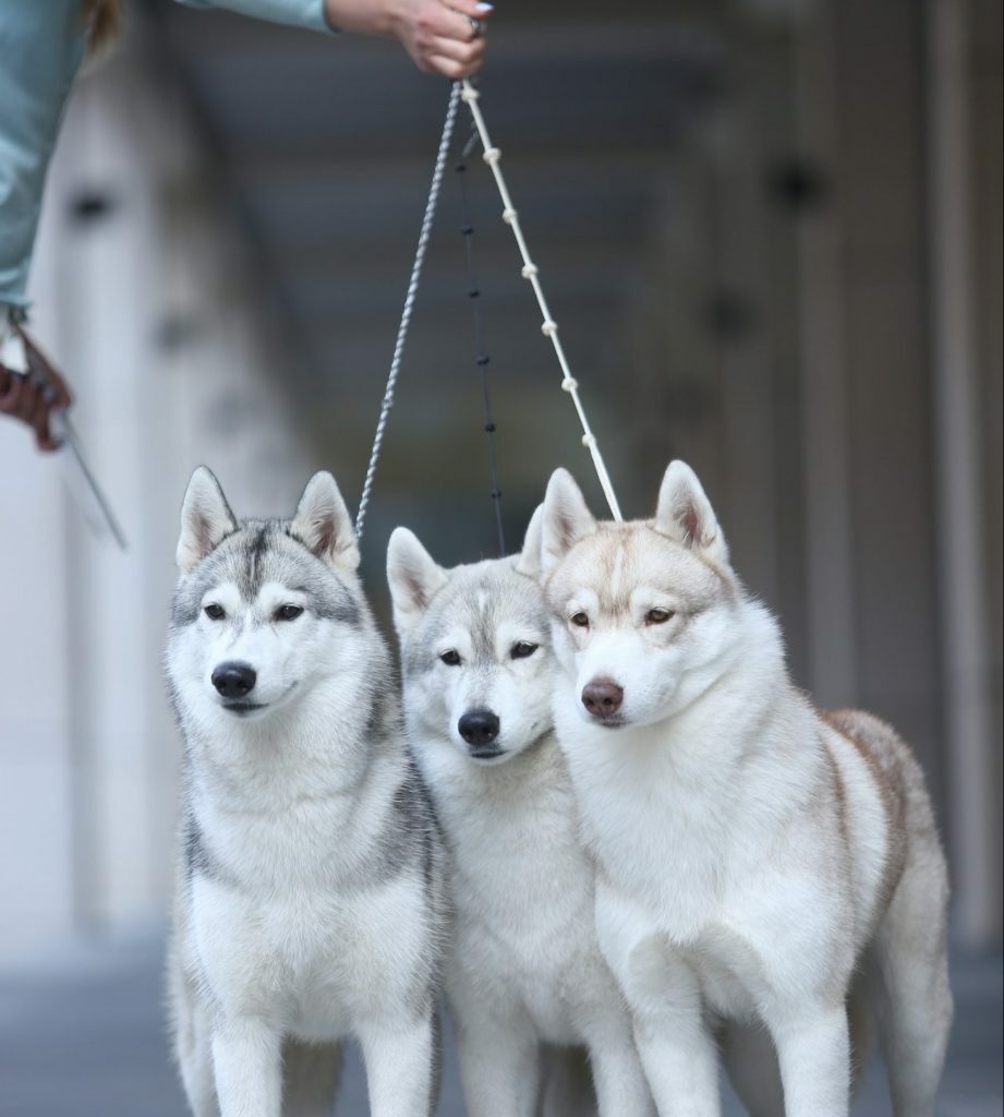 choosing, a breeder, siberian husky, kennel, responsible, what should i know