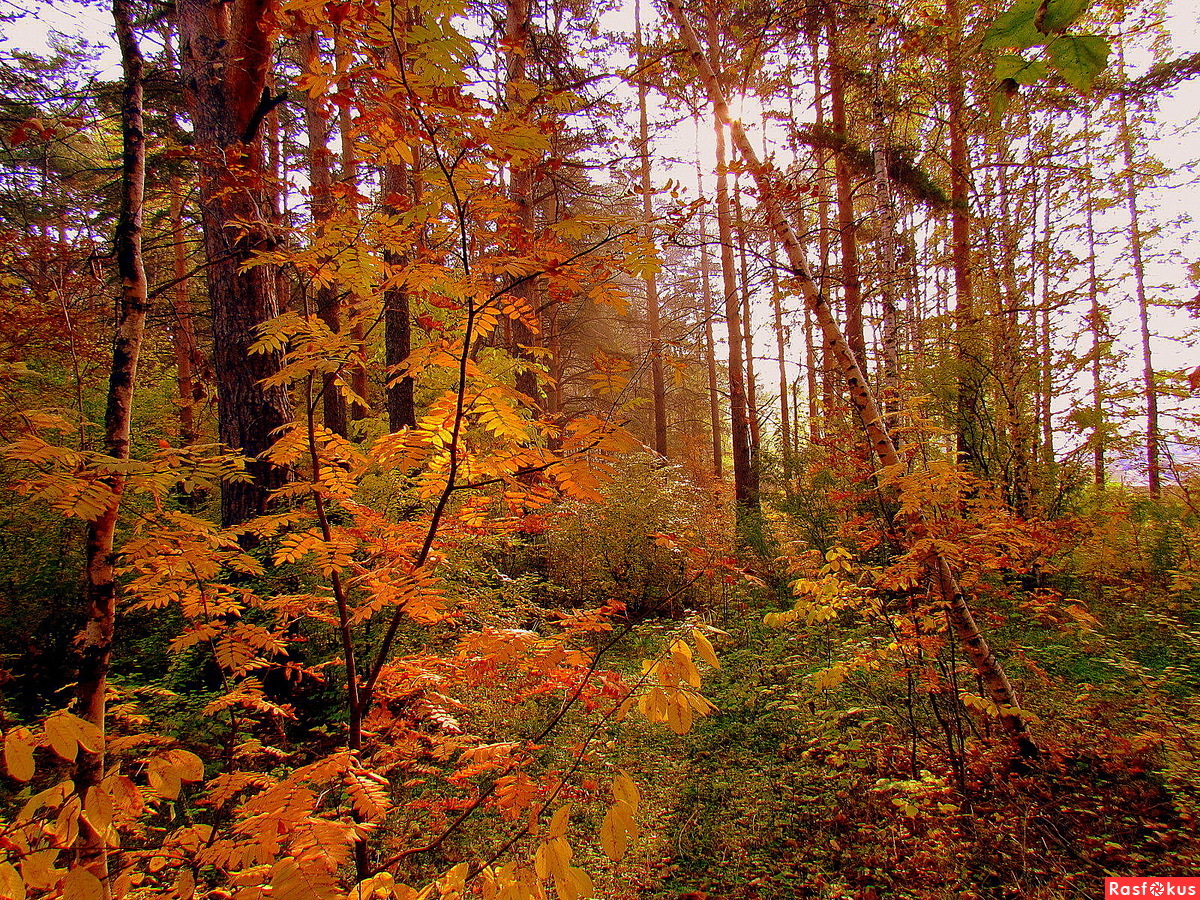 Уральский лес осенью
