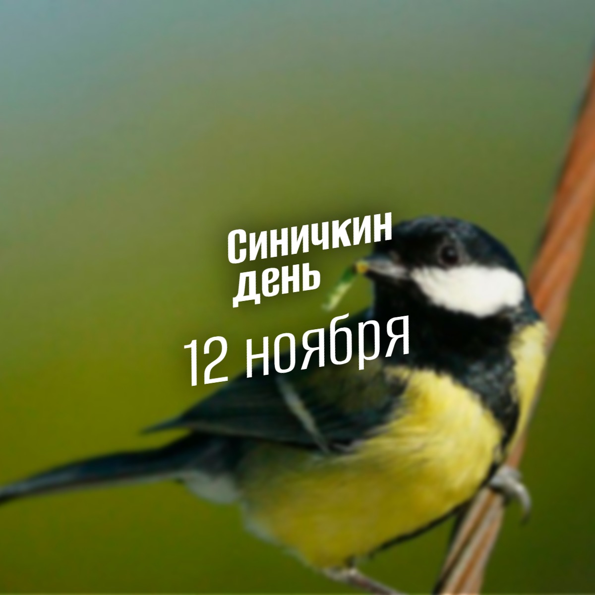 Синичкин день 12 ноября