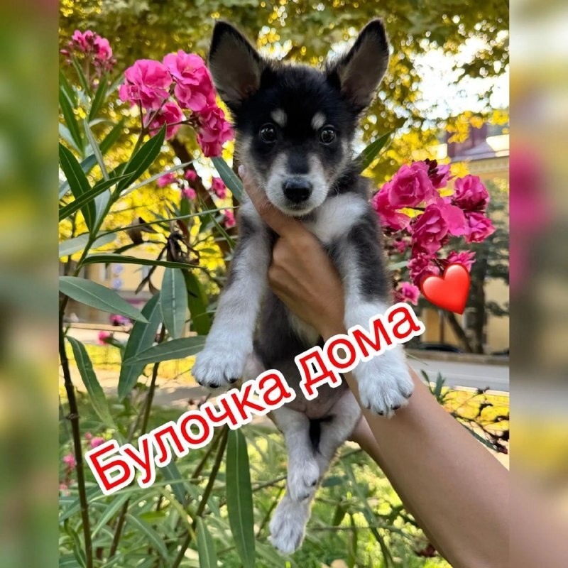 Щенок Булочка с кладбища в Туапсе в новом доме