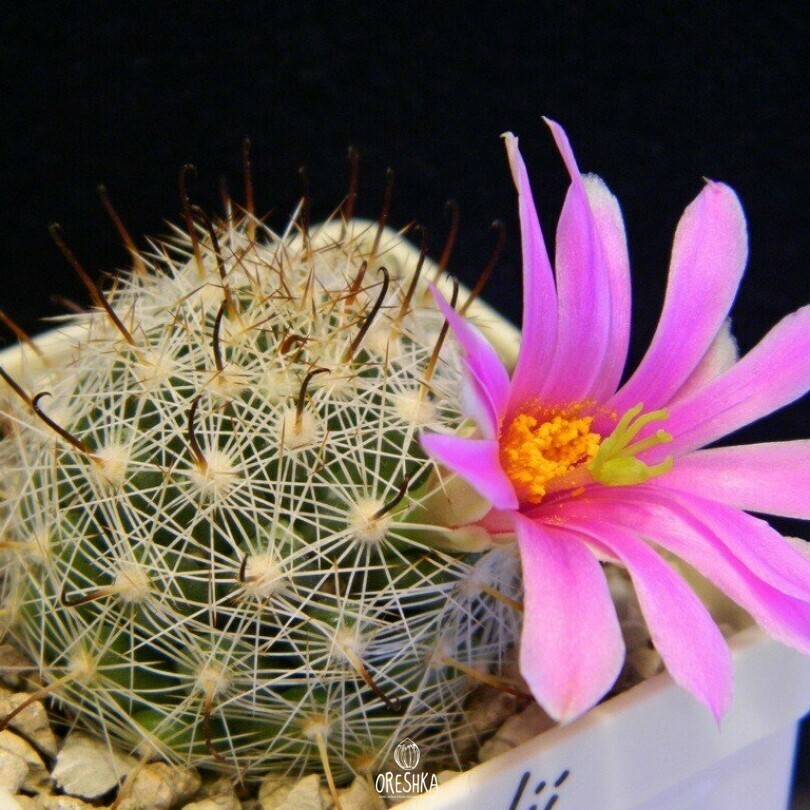 Seeds of Cactus Mammillaria boolii (Mammillaria boolii) — 10 pcs