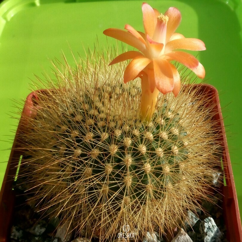 Seeds of Cactus Matucana myriacantha (Matucana myriacantha) — 10 pcs