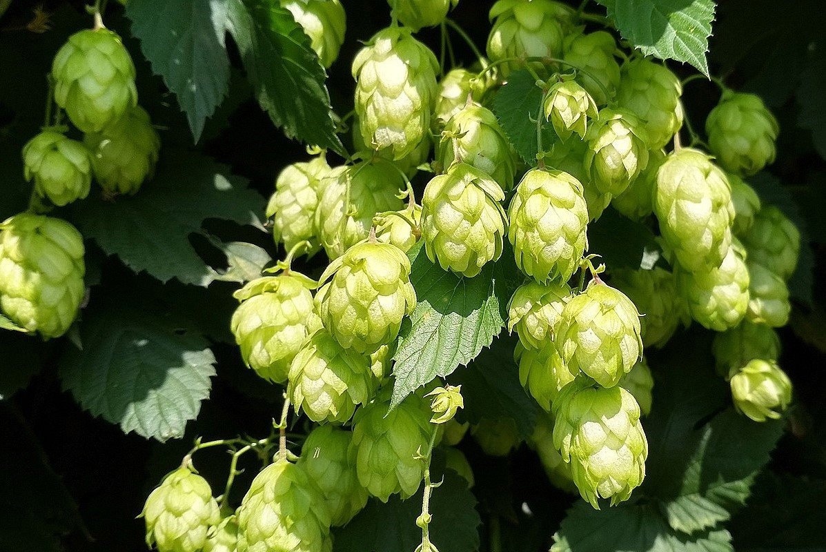 Душистый и ароматный хмель
