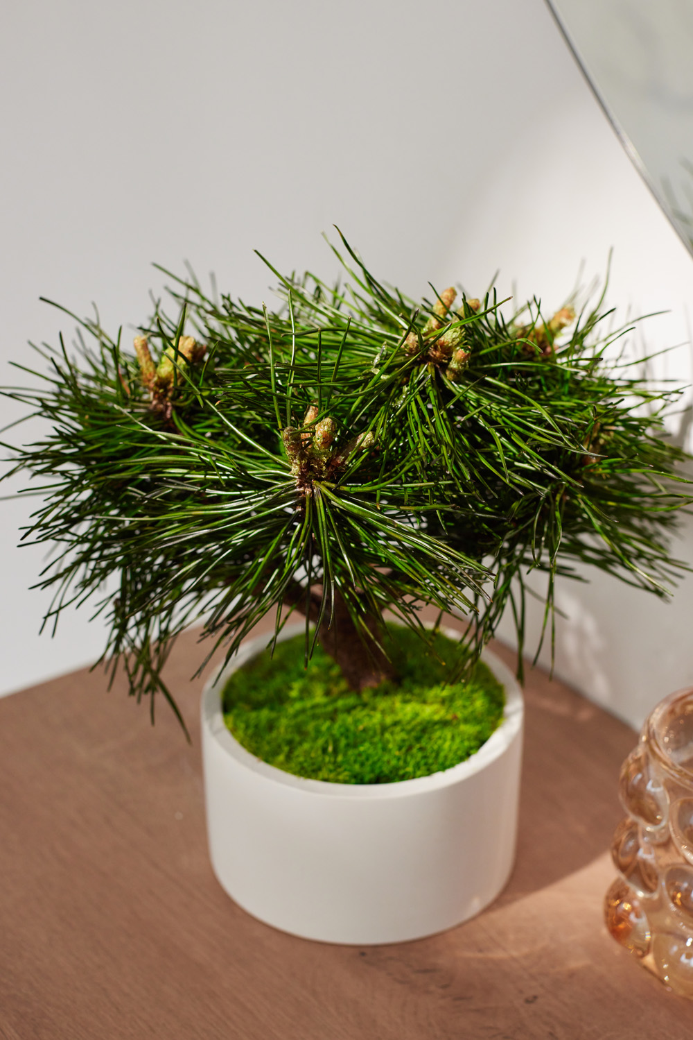 Pinus Mugo