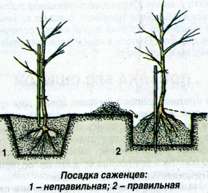 Васюган - яблоня колоновидная, ее характеристики