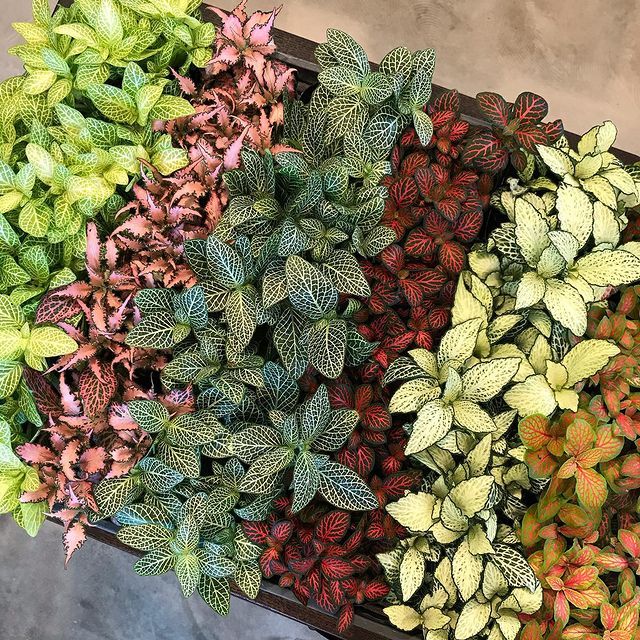 Green indoor plant in pot