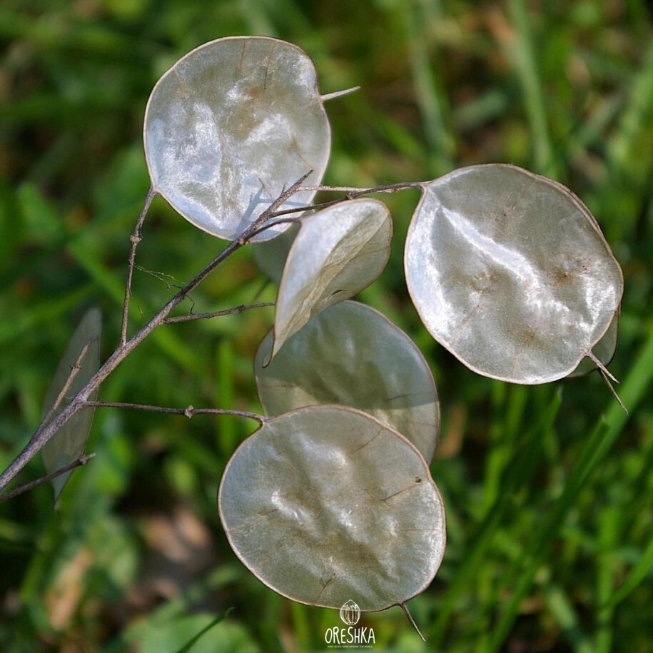 Seeds of Lunaria annua color mix (Lunaria biennis) — 15 pcs