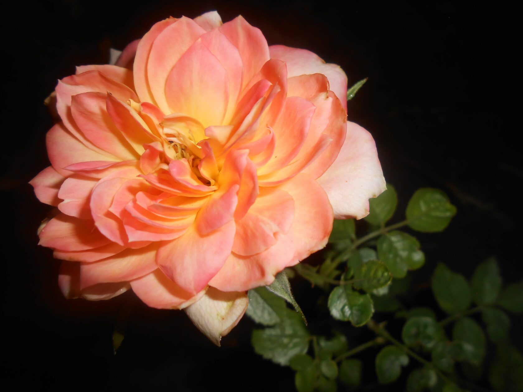 Луковицы Роза, Роза комнатная купить по выгодной цене в интернет-магазине OZON (