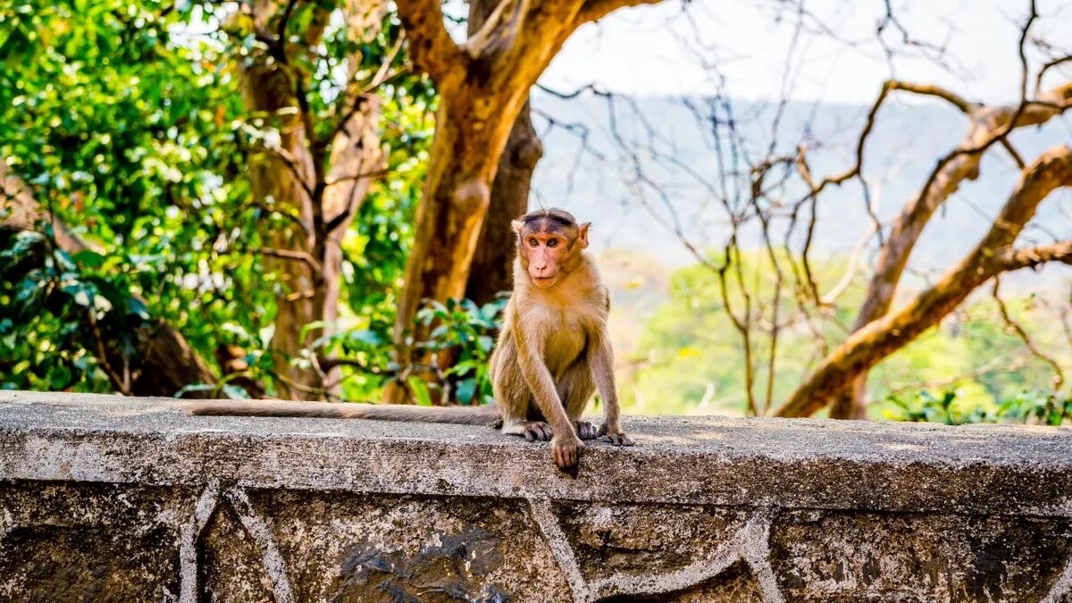 Monkey Hill — королевство обезьян