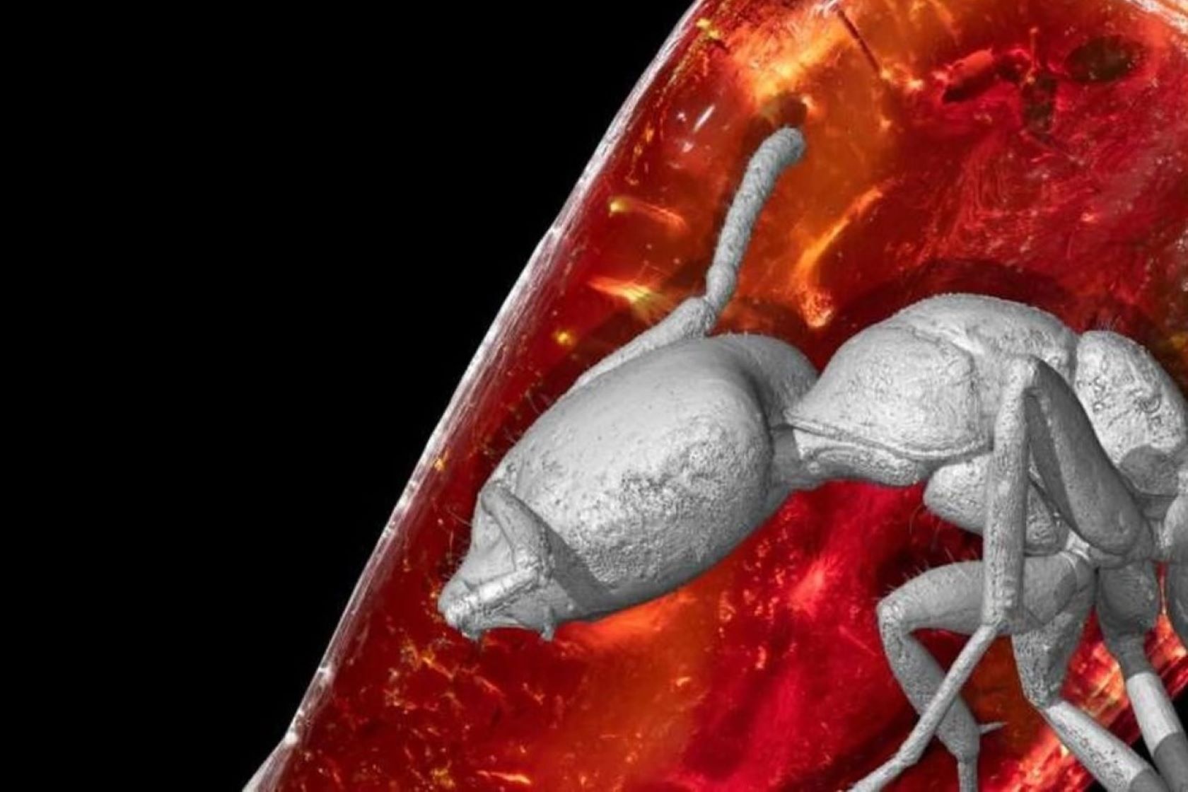 В янтаре Гете нашли вымершего 40 миллионов лет назад муравья