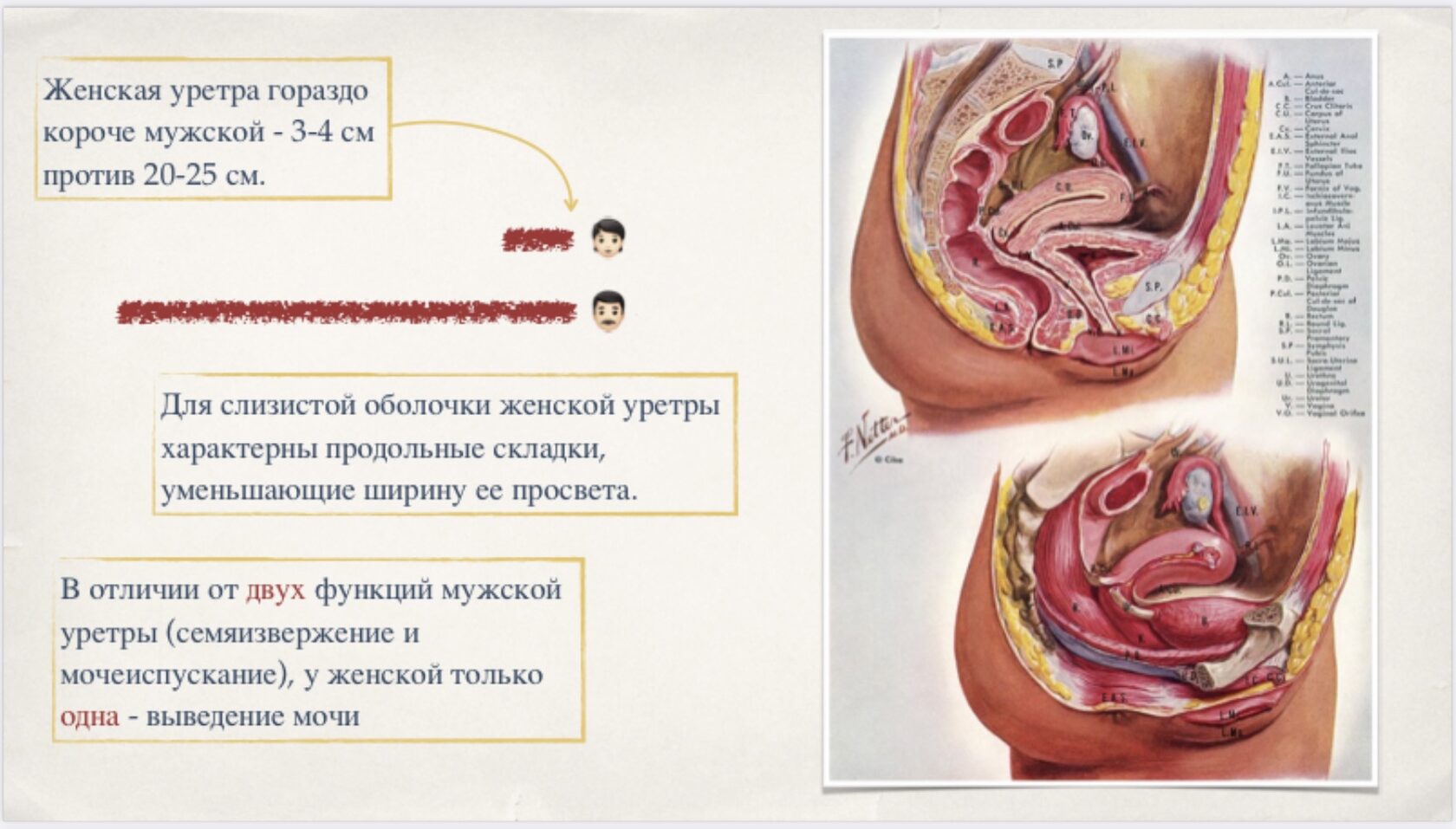 Гайд «Женщина у уролога»