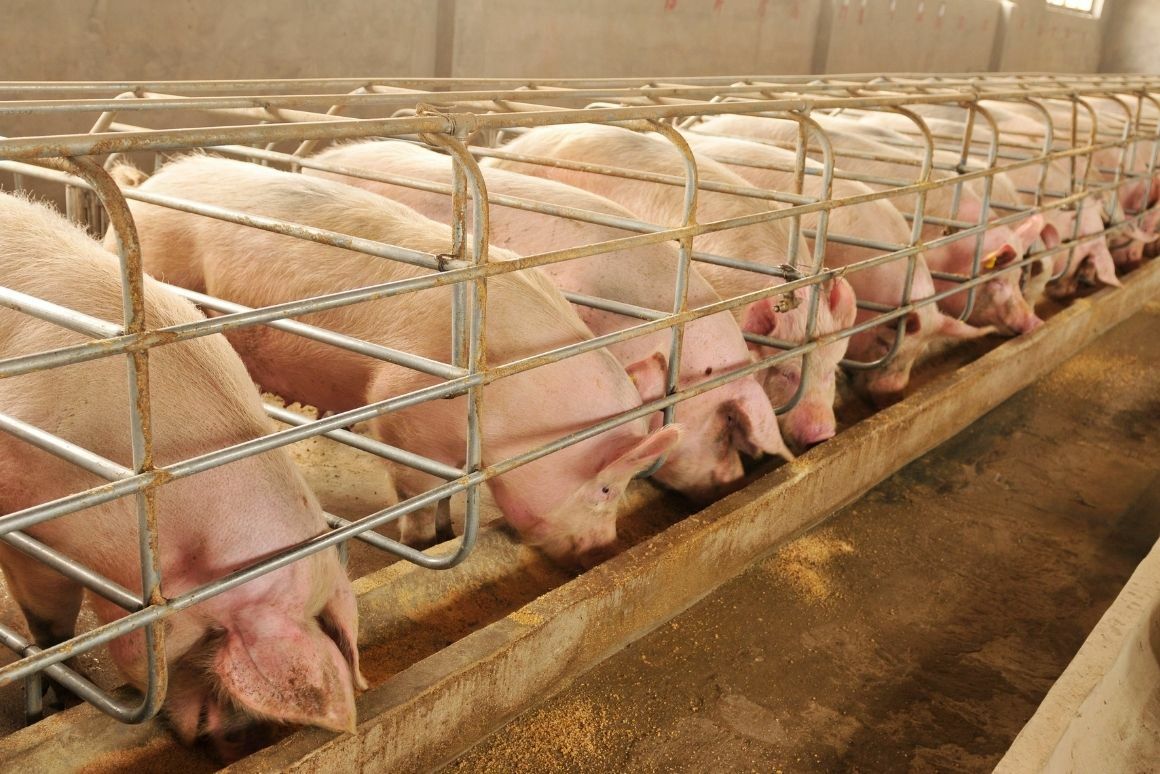 the-limit-weight-of-profitability-for-pigs