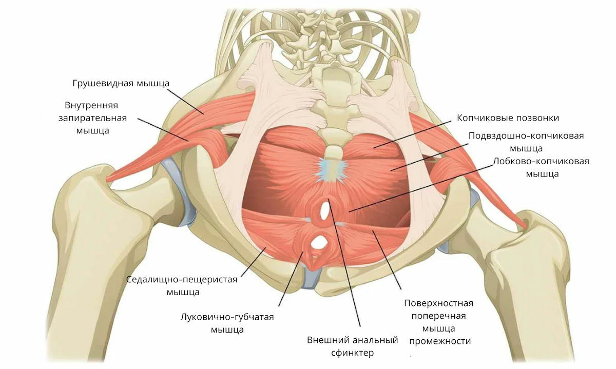 Мышцы тазового дна у женщин анатомия