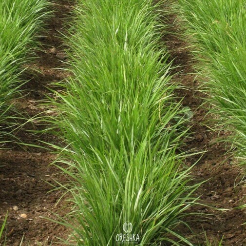 Tiger nut flour ground white powder paleo baking allergen-free