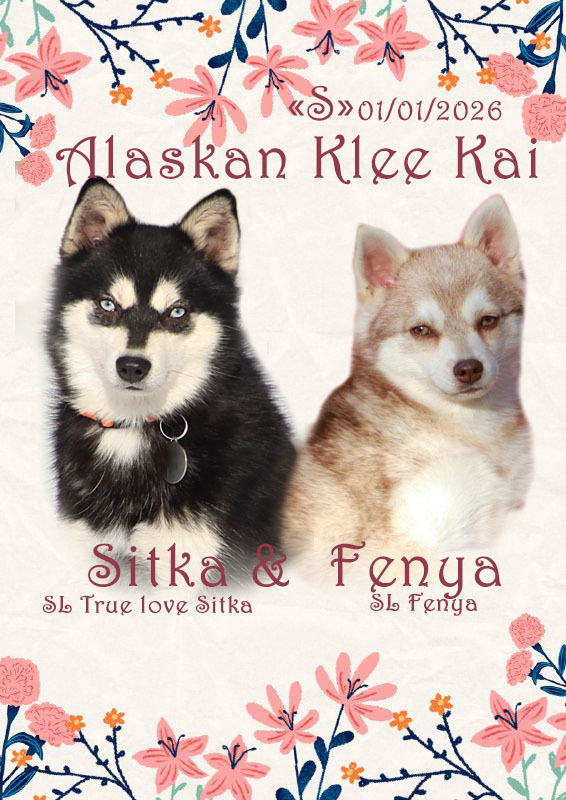 щенки кли кай