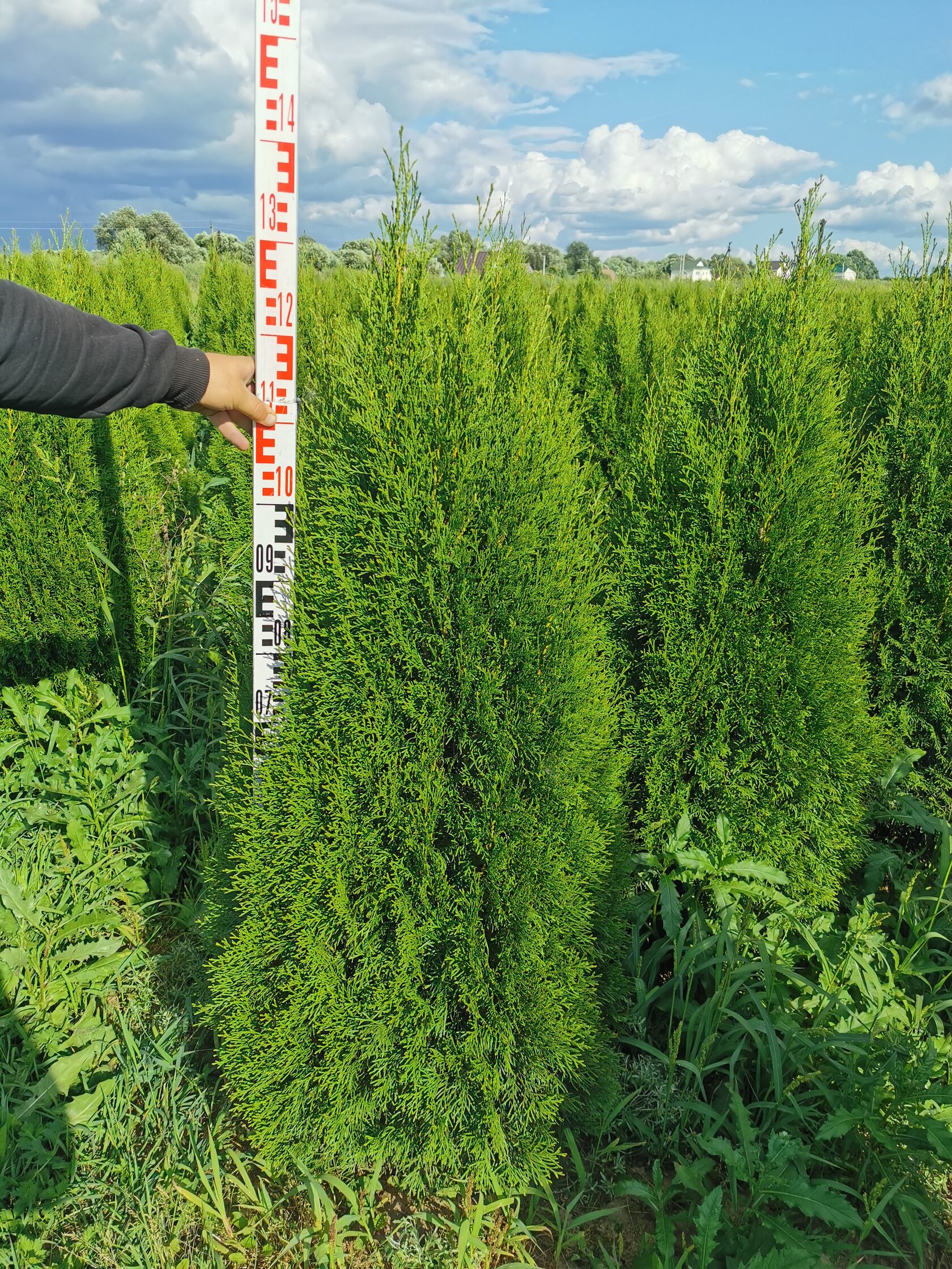 Купить Саженцы Туи В Московской Области Недорого