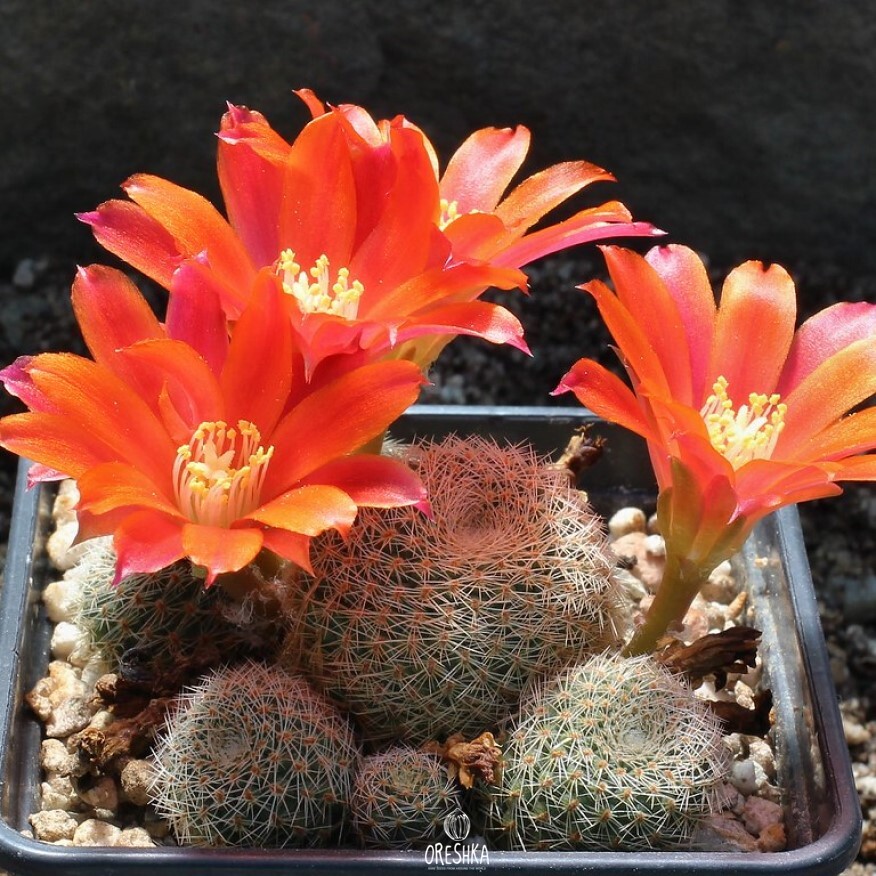 Seeds of Cactus Aylostera aiquilensis KK 1926 (Aylostera aiquilensis KK 1926) — 10 pcs