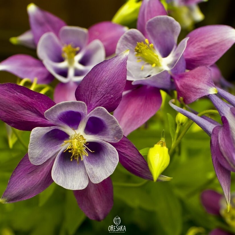 Seeds of Common columbine (Aquilegia vulgaris) — 70 pcs