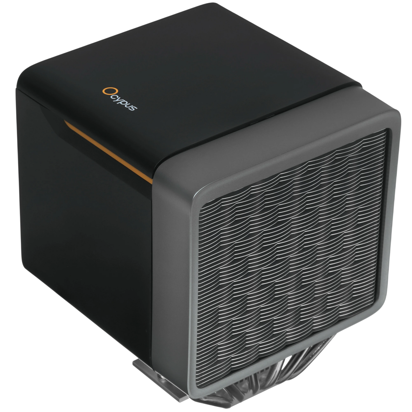 Ocypus Lota A40