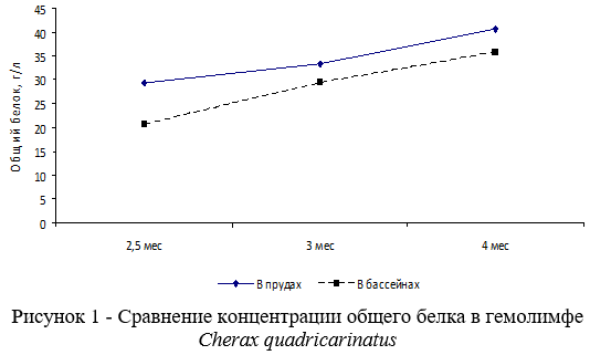 Сравнение концентрации общего белка в гемолимфе Cherax quadricarinatus