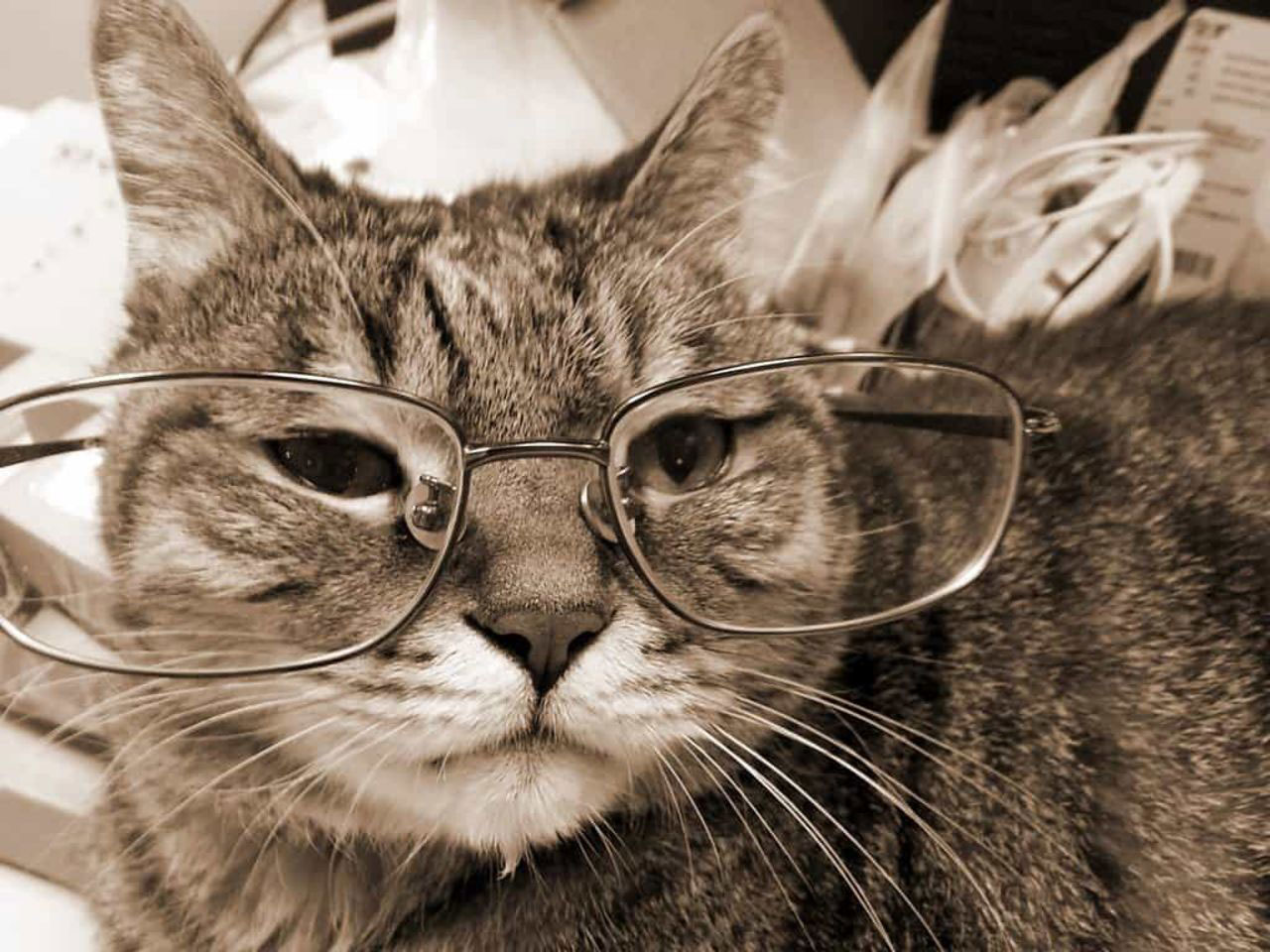 Старая кошечка. Старый кот. Кот в очках. Старый кот в очках. Крутой кот.