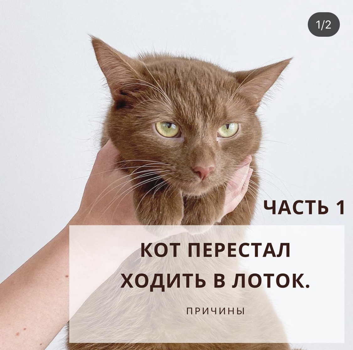 Кот писает на кресло