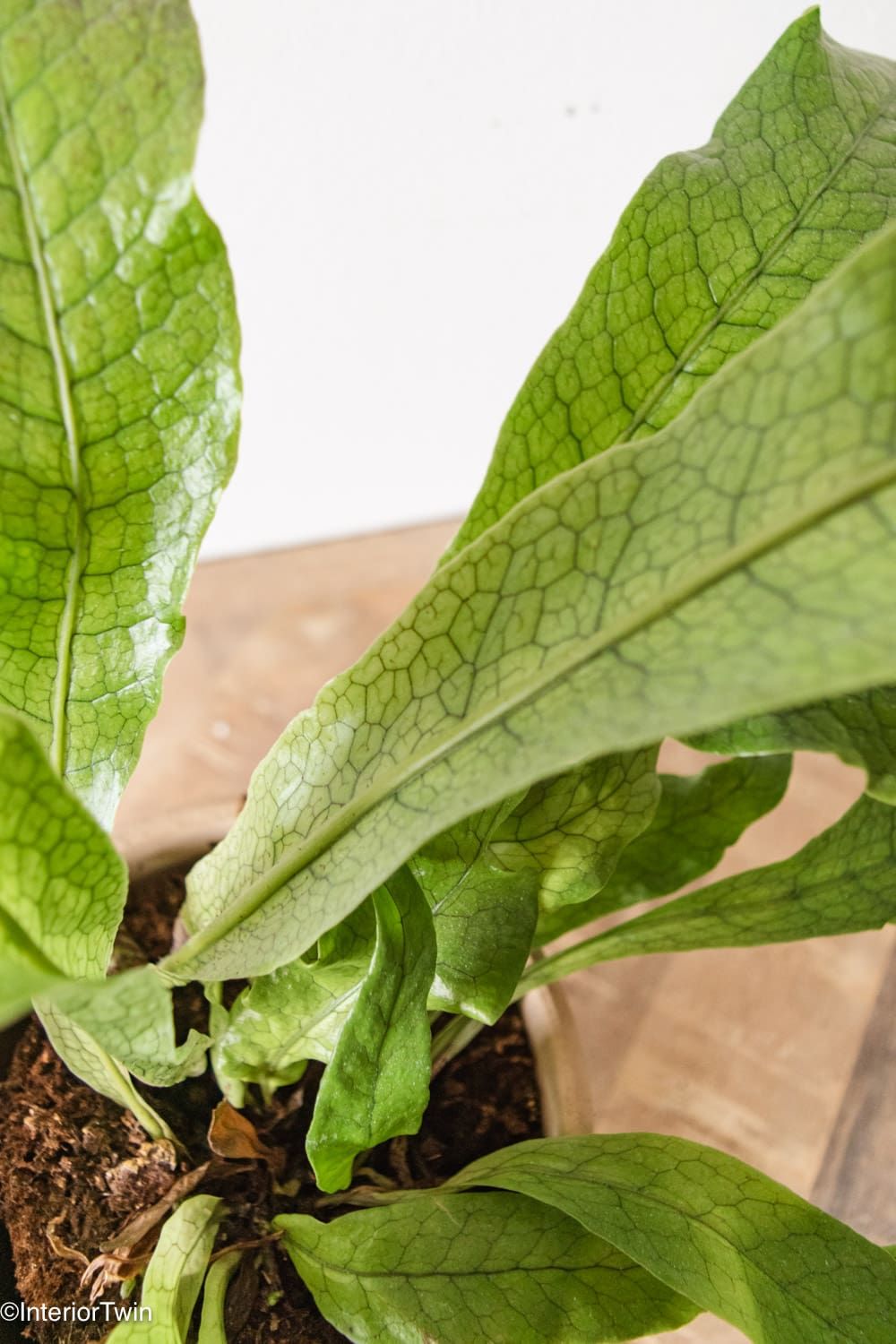 Potted plant on wooden shelf