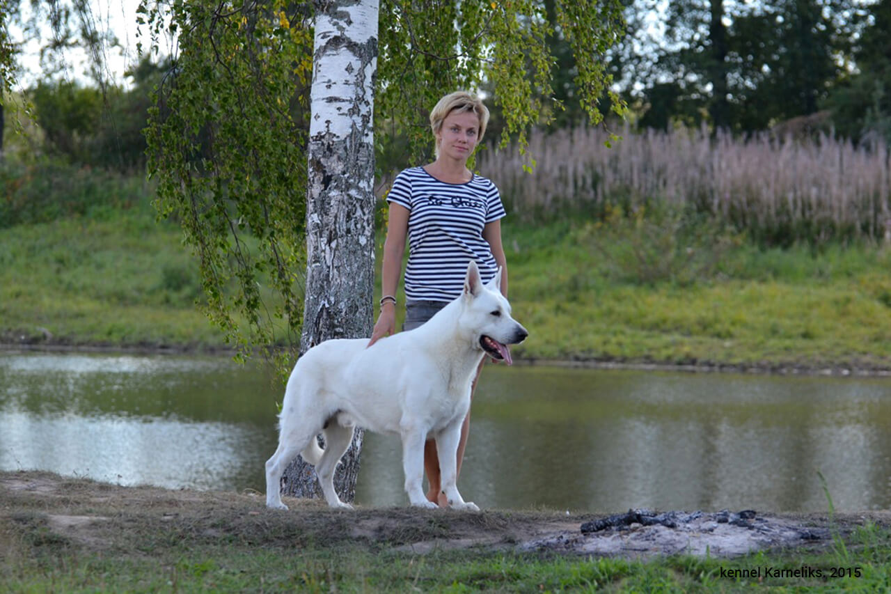 Белая швейцарская овчарка фото с человеком