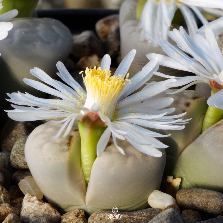 Seeds of Succulent Lithops julii "pallid" SB 1344 (Lithops julii "pallid" SB 1344) — 10 pcs