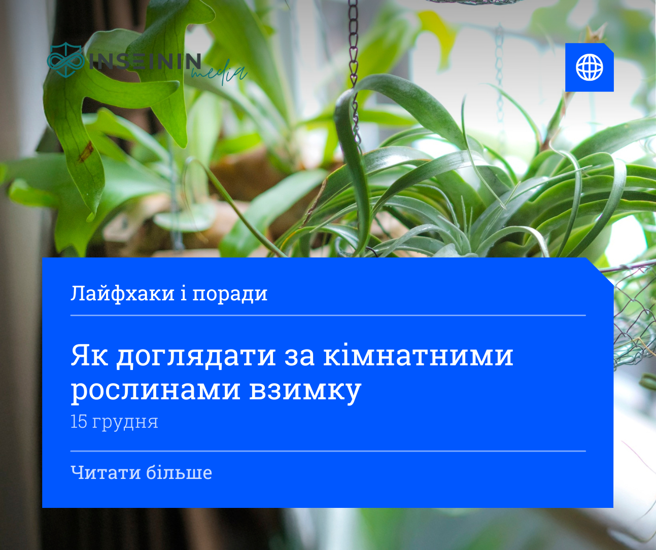 Як доглядати за кімнатними рослинами взимку