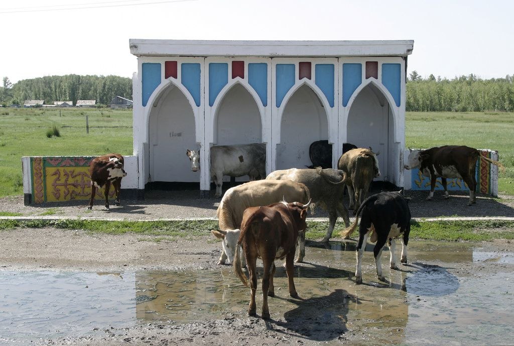 Автобусная остановка в Казахстане, фотограф Кристофер Хервиг
