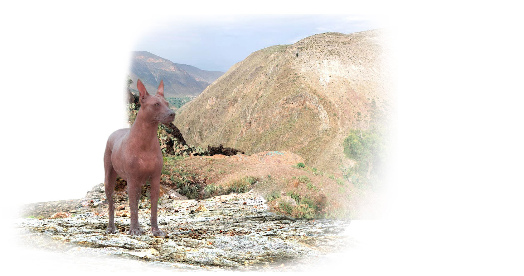 xolo, xoloitzcuintle