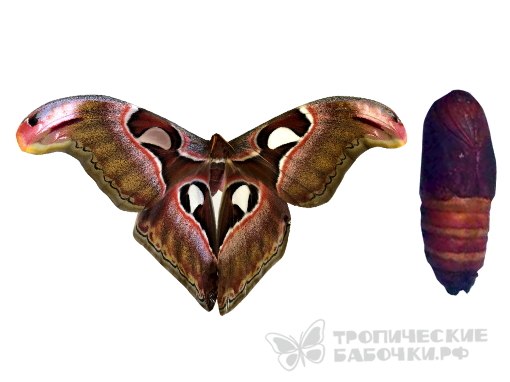 Куколка бабочки Атлас в Москве купить филлипинские коконы недорого с ...