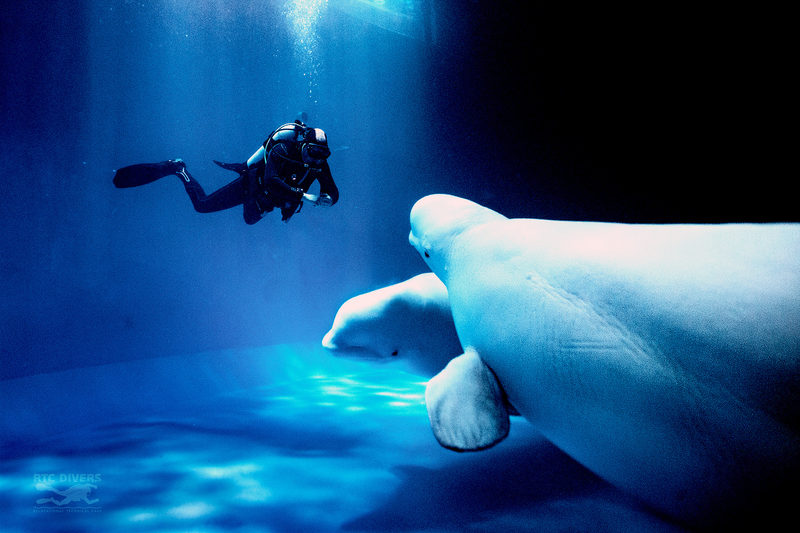 Дайвинг екатеринбург. Подводные лодки проекта 667бдрм «дельфин». Подводные лодки проекта 667бдрм «дельфин». Подводная лодка 667 бдрм екатеринбург. Фото улицы аквалангистов.