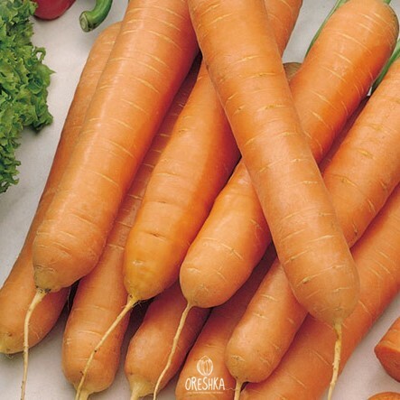 Seeds of Carrot Tushon (Daucus) — 50 pcs