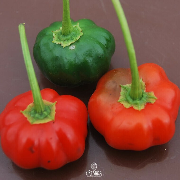 Seeds of Hot pepper Saint Lucia (Capsicum) — 5 pcs
