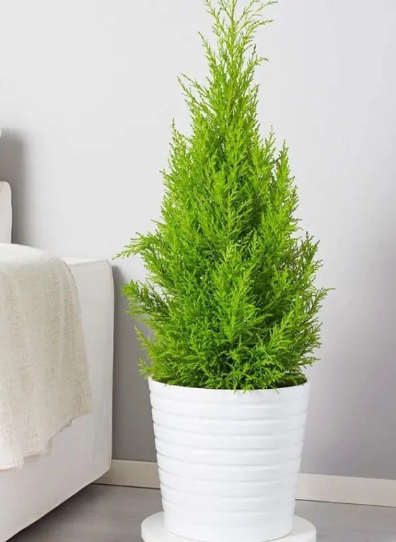 Potted plant on wooden shelf