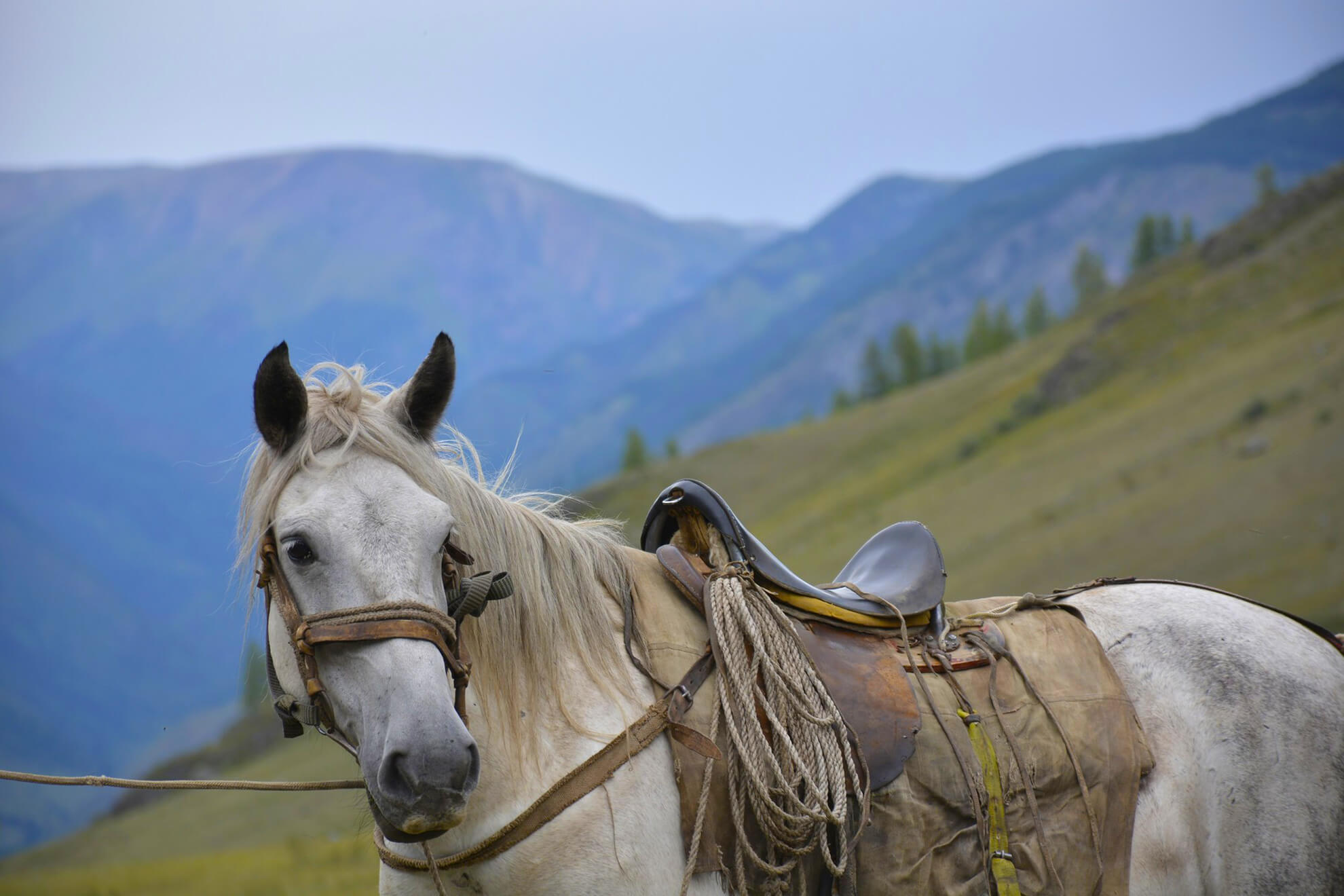 Кони республики алтай. Алтайская вьючная лошадь. Горный Алтай на лошадях. Лошади в горах. Алтай кони.