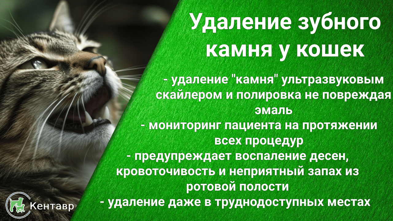 Ветклиника Кентавр