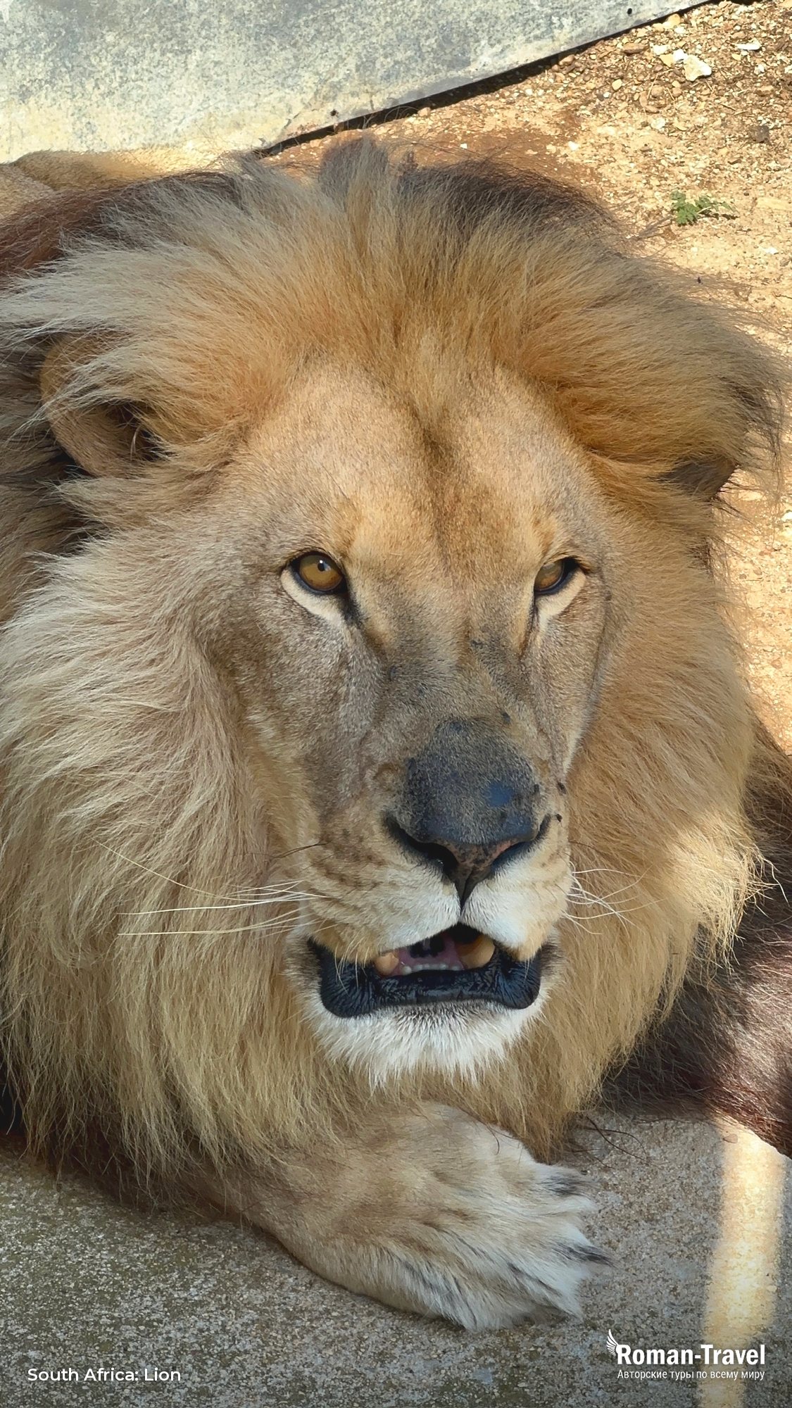 africa-lion