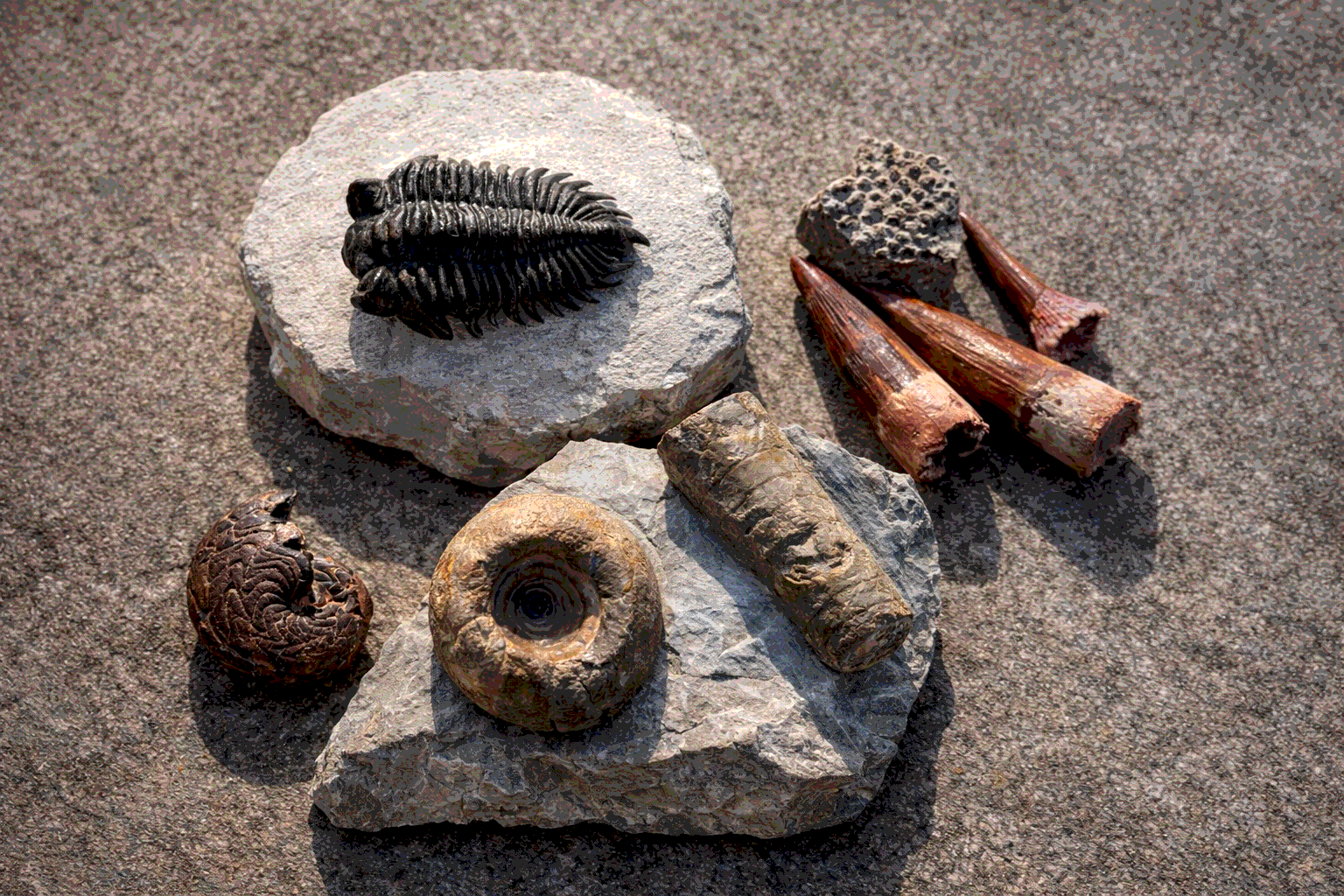 examples of fossils including ammonite trilobite orthoceras and prehistoric teeth on natural stone background