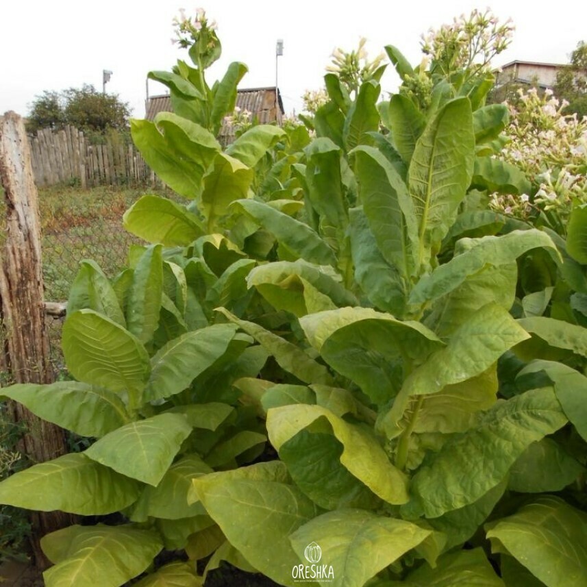 Tobacco agrotechnics guide
