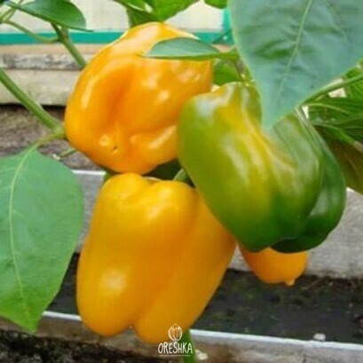Seeds of Sweet pepper California miracle yellow (Capsicum) — 10 pcs