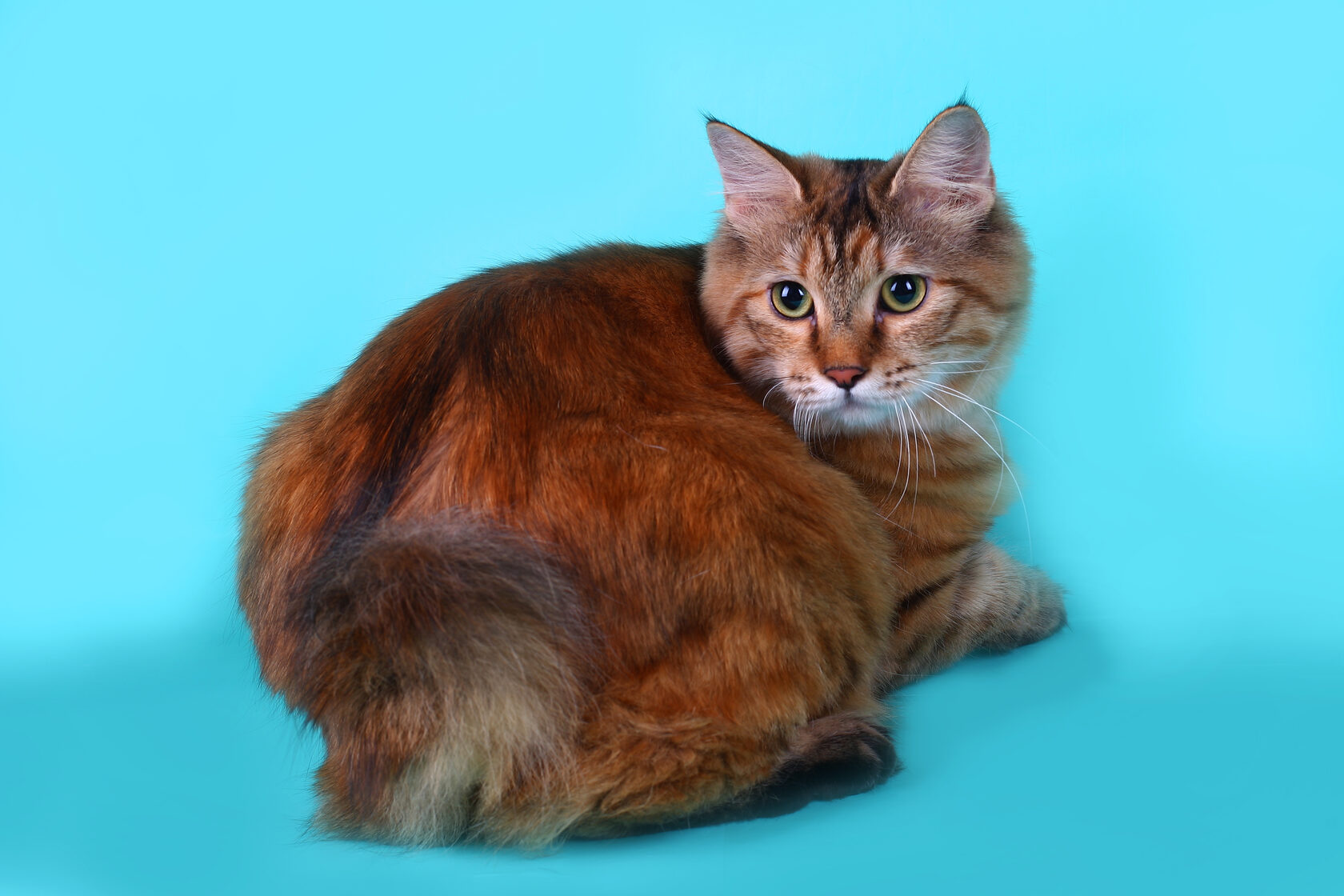 Курильский бобтейл с длинной шерстью — уход за шерстью