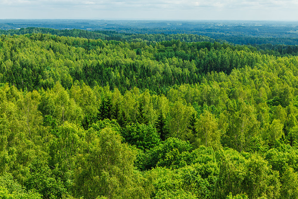 Атмосфера ралли Эстония 2025 / Фото: Toyota Gazoo Racing WRT