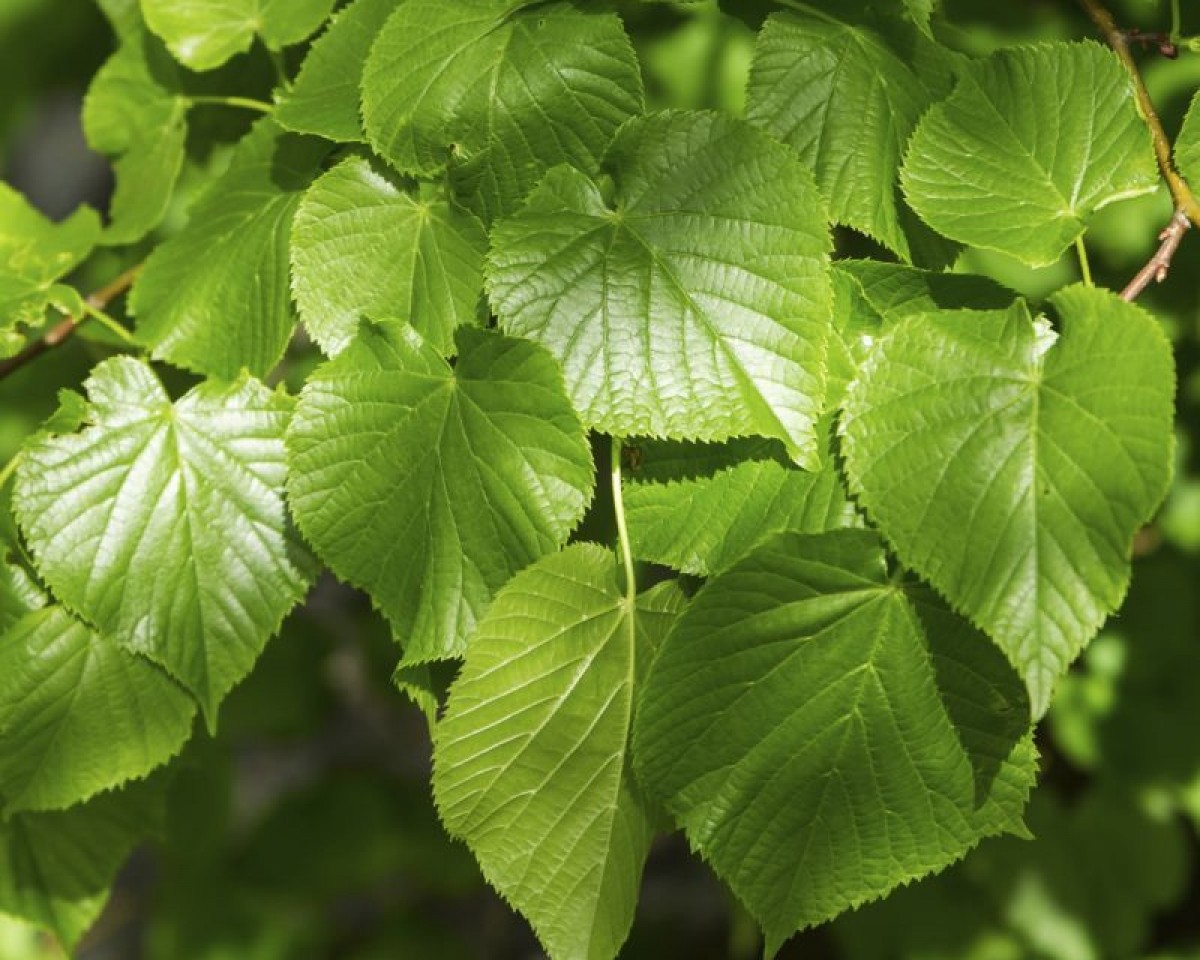 Европа лист. Липа европейская pallida. Липа европейская (Tilia europaea). Липа европейская Паллида листья. Лира европейская Паллида.