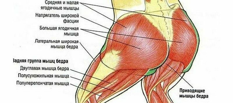 мышцы ягодиц и описание