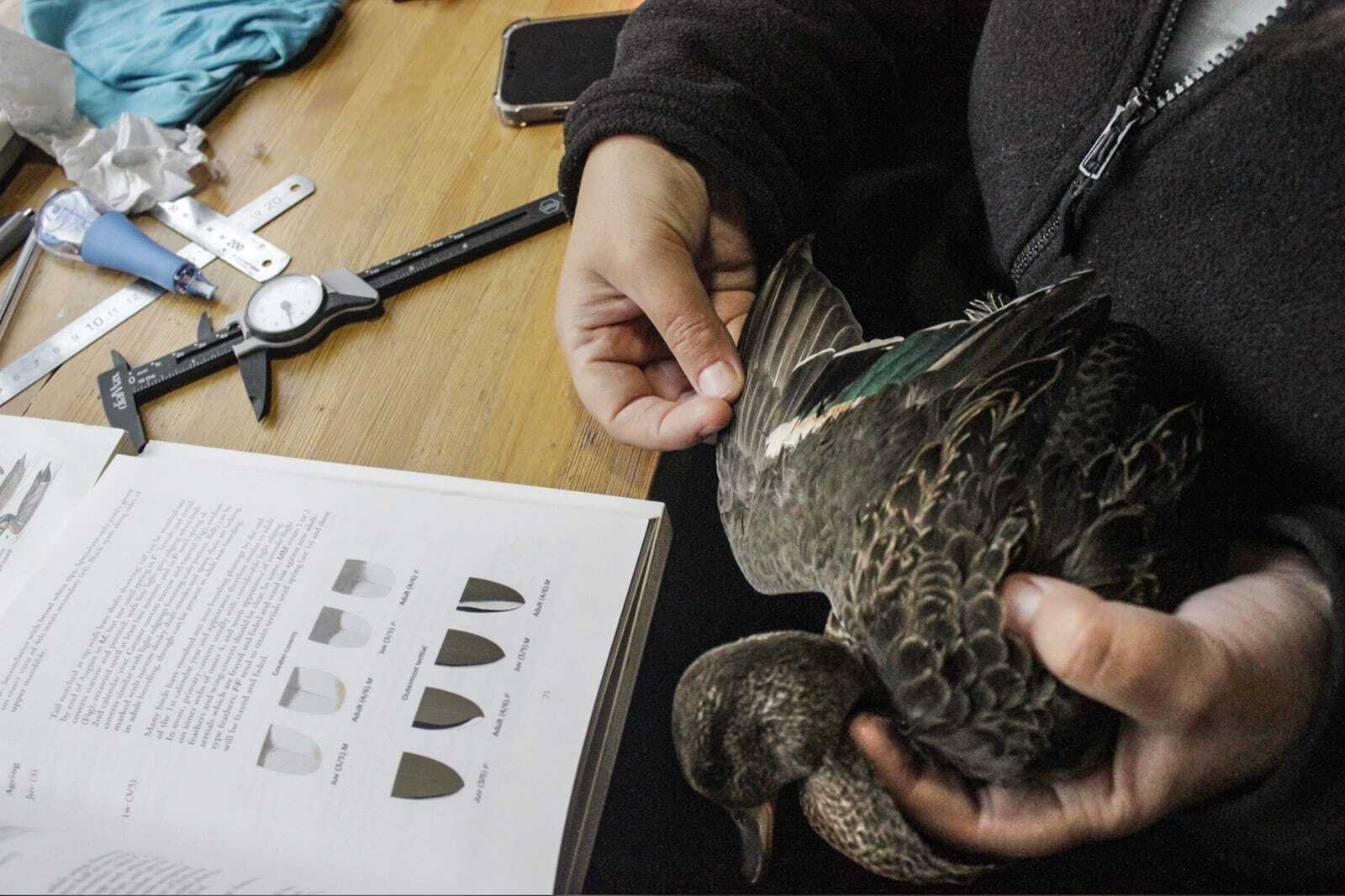 Станция кольцевания птиц «Байкальская»